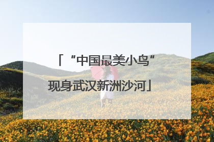 “中国最美小鸟”现身武汉新洲沙河