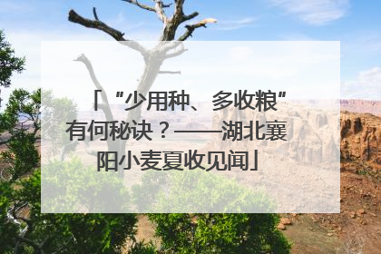 “少用种、多收粮”有何秘诀？——湖北襄阳小麦夏收见闻