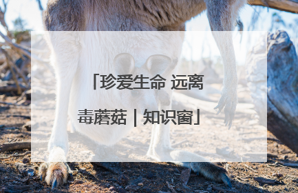 珍爱生命 远离毒蘑菇｜知识窗