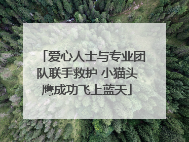 爱心人士与专业团队联手救护 小猫头鹰成功飞上蓝天