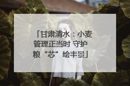 甘肃清水：小麦管理正当时 守护粮“芯”绘丰景