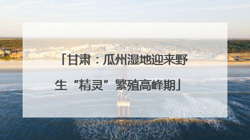 甘肃：瓜州湿地迎来野生“精灵”繁殖高峰期