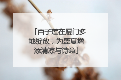 百子莲在厦门多地绽放，为盛夏增添清凉与诗意