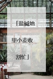 盐碱地里小麦收割忙