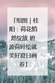 组图｜桂阳：荷花悄然绽放 碧波荷叶绘就美好夏日画卷
