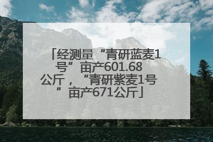 经测量“青研蓝麦1号”亩产601.68公斤，“青研紫麦1号”亩产671公斤