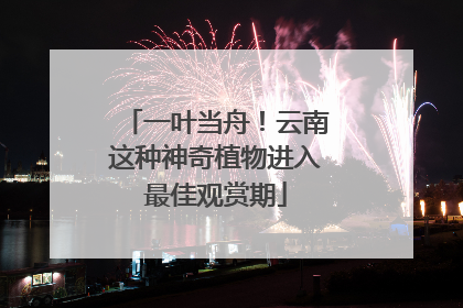 一叶当舟！云南这种神奇植物进入最佳观赏期