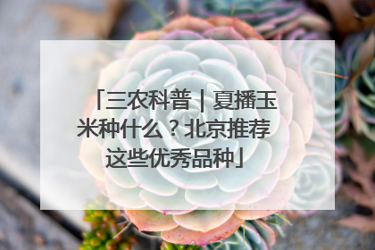 三农科普｜夏播玉米种什么？北京推荐这些优秀品种