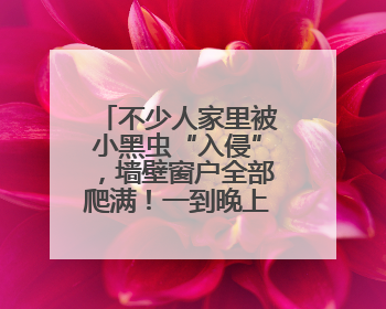 不少人家里被小黑虫“入侵”，墙壁窗户全部爬满！一到晚上更严重，还有一股臭味