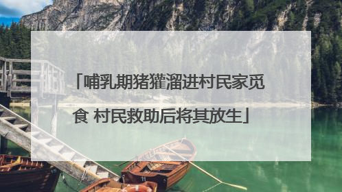 哺乳期猪獾溜进村民家觅食 村民救助后将其放生