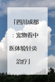 四川成都：宠物看中医体验针灸治疗