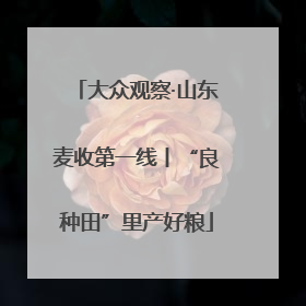 大众观察·山东麦收第一线丨“良种田”里产好粮