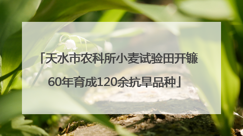 天水市农科所小麦试验田开镰 60年育成120余抗旱品种