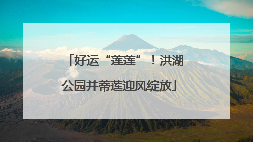 好运“莲莲”！洪湖公园并蒂莲迎风绽放