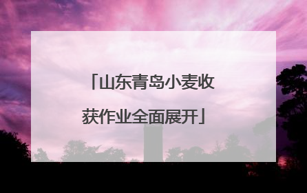 山东青岛小麦收获作业全面展开