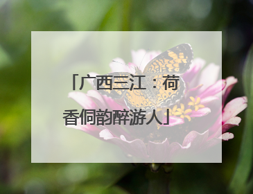 广西三江：荷香侗韵醉游人