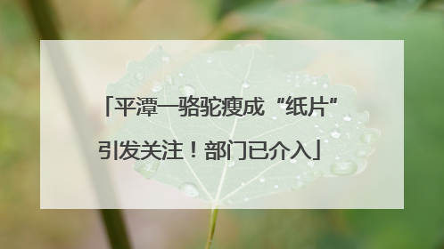 平潭一骆驼瘦成“纸片”引发关注！部门已介入