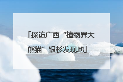 探访广西“植物界大熊猫”银杉发现地