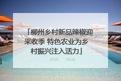 柳州乡村新品辣椒迎采收季 特色农业为乡村振兴注入活力