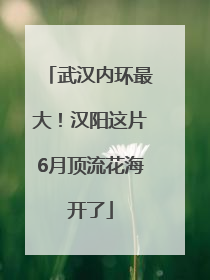 武汉内环最大！汉阳这片6月顶流花海开了