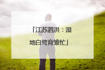 江苏泗洪：湿地白鹭育雏忙