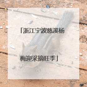 浙江宁波慈溪杨梅迎采摘旺季