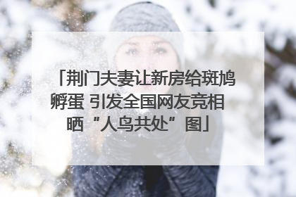 荆门夫妻让新房给斑鸠孵蛋 引发全国网友竞相晒“人鸟共处”图