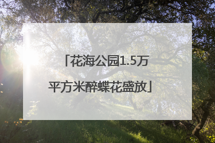 花海公园1.5万平方米醉蝶花盛放