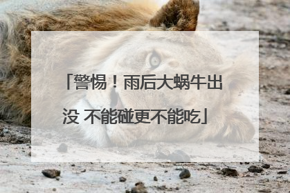 警惕！雨后大蜗牛出没 不能碰更不能吃