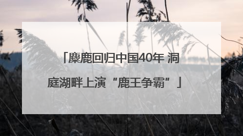 麋鹿回归中国40年 洞庭湖畔上演“鹿王争霸”